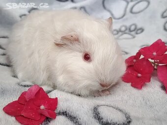 Morče, morčátko (Teplicko či přepravce) - 2