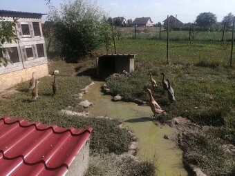 Indický běžec - 2