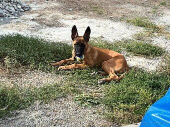 Prodám belgického ovčáka malinoise - 2