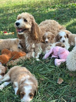 Goldendoodle standard . - 2
