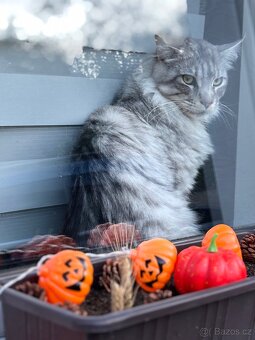 Mainský mývalý kocour - 2