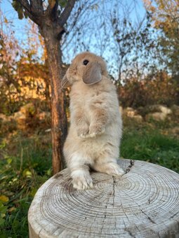 Minilop zakrslý beránek - 2