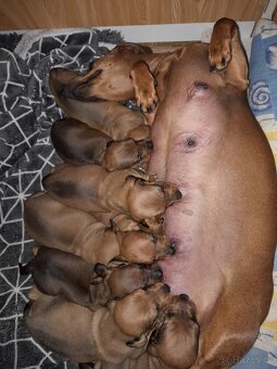 Jezevčík hladkosrstý standart - 2