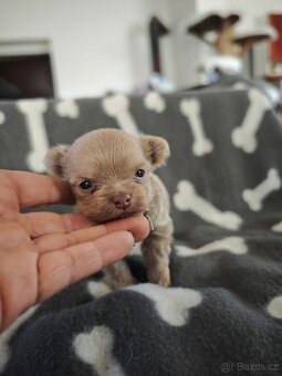 Dlouhosrstá čivava s PP - 2