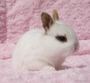 Zakrslý krátkouchý králíček , malinký kluk s VP - 2