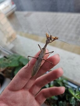 Prodám samce sphodromantis viridis - 2