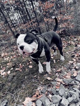american bully pocket - 2