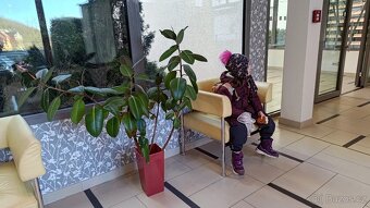 Gumovník Ficus elastica - 2