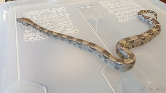 Hroznýš královský Boa constrictor - 2