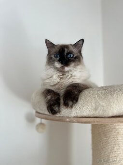 Ragdoll bez PP - 2