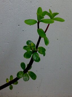 Pepřinec skořicový - Peperomia inaequalifolia - sazenice - 2