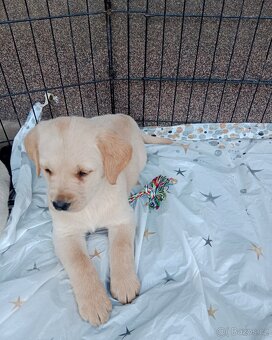 Labradorský retrívr/retriever - 2
