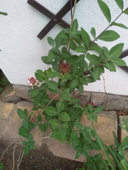 lonicera červená, pnoucí vonící dřevina, sazenice - 2