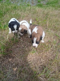 Jack Russell - 2