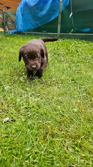 Štěňata hnědého labradora - 2