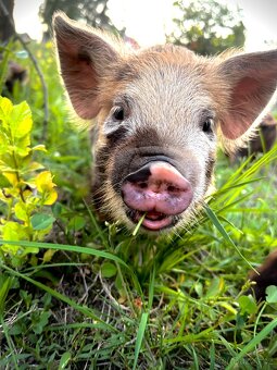 Selátka Kune Kune - 2