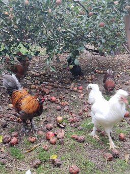 Kohouti - Pavlovská slepice - 2