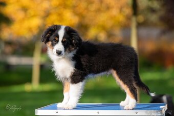 Miniaturní americký ovčák - 2