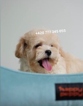 Maltipoo chlapeček ve světlé karamelové barvě - 2