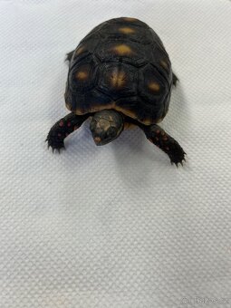 Želva uhlířská - 2