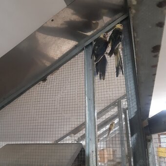 Rosela penant straka - 2