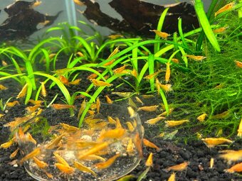 Krevetky žluté Yellow Fire - 2