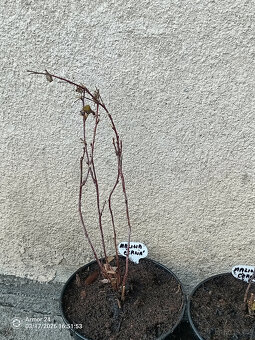 Černá malina Black Jewel - 2