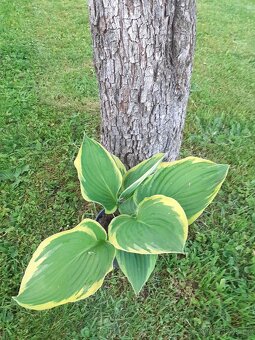 Bohyška-Hosta - 2