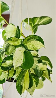 Epipremnum Happy Leaf - 2