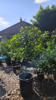 Prodám citrus Medica Maxima č.27 - 2