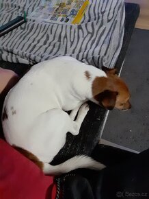 Jack Russell Teriér  ke krytí - 2