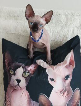 Kanadský sphynx - 2