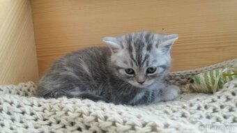 Britská modrá a whiskas kočičky i kocourkové - 2