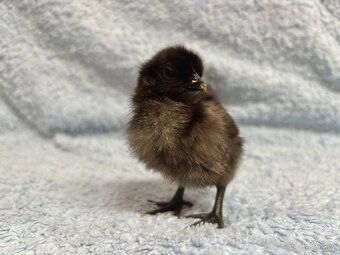 Ayam Cemani kuřátka - 2