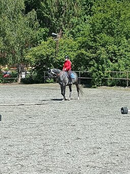 Bílý valach A1/1 - 2