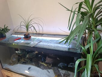 Akvarium - 2