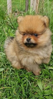 Pomeranian mini - 2