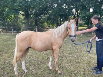 Krásný zlatý hřebeček Quarter horse, QH s výbornou povahou - 2