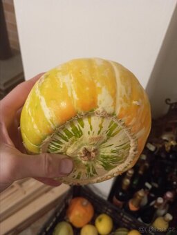 Přebytky okrasných dýní, dýně, tykev - 2