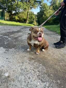 American bully pocket exotic - 2