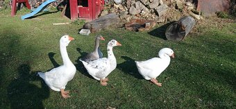 Husy- Cholmogor, Cholmogor x Landeska - 2