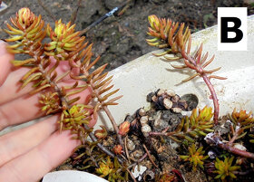 Skalničky - rozchodník - různé druhy, i barevné - 2