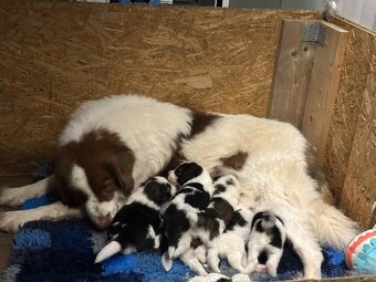 Tornjak s PP poslední 2 štěňátka - 2