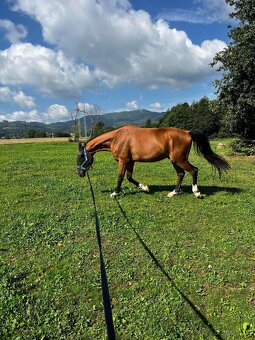 Všestranný valach - 2