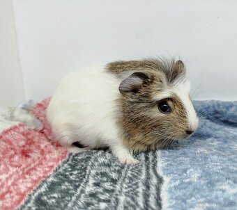 Morče, Morčata, Morčátko, Morčátka - SAMIČKA - 2