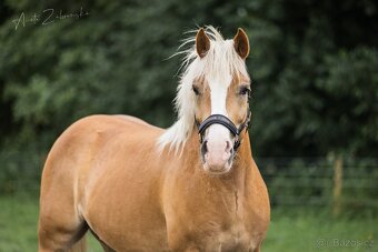 Valach Hafling 6 let. - 2