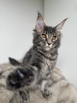 Mainská mývalí koťátka s PP - 2