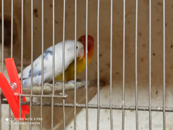 Agapornia Fischer - 2