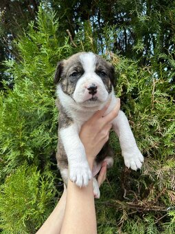 STAFORDŠÍRSKÝ BULTERIÉR - 2