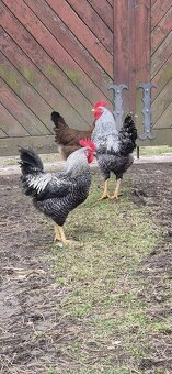 Kohouti na prodej - 2